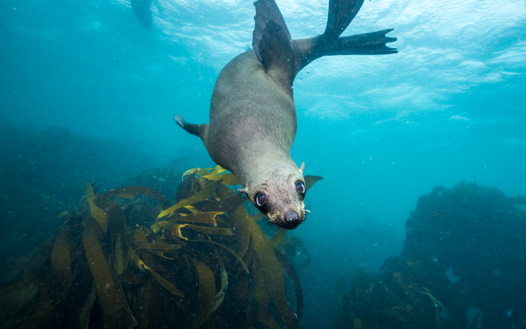 Protecting biodiversity along the Swedish seabed